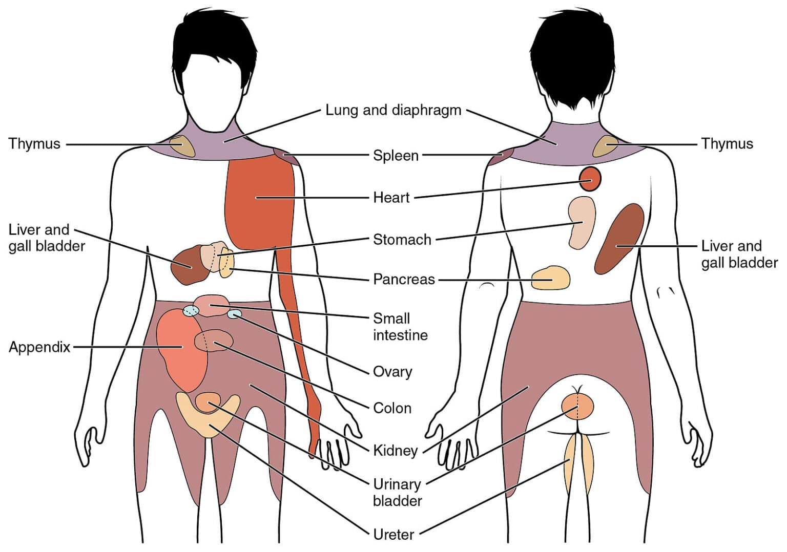 7-unexpected-causes-of-back-pain-element-chiropractic